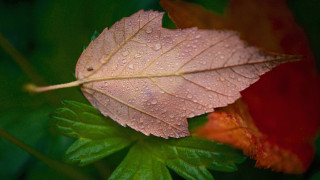 Leaf water droplets green stem 2 - red flower free wallpaper