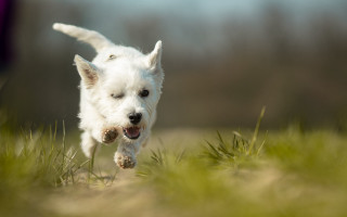 White dog running field ball - a ball free wallpaper