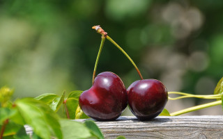 Cherry branch leaves wooden background - boetius adamsz bolswert free wallpaper for desktop