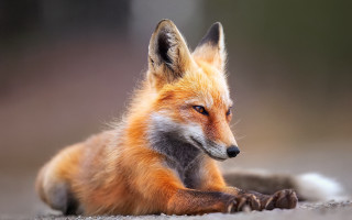 Red fox lying ground looking - animal free wallpaper for desktop
