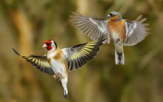 Flying birds wings spread feathered - wing free wallpaper