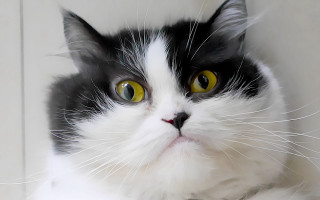 Black white yellow eyes serious - its face and chest free wallpaper