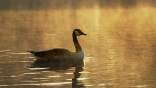 Duck lake sunset reflection backlighting - the water surface free wallpaper