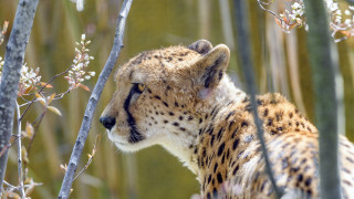 Cheetah sitting tree eyes closed - sharp focus free wallpaper