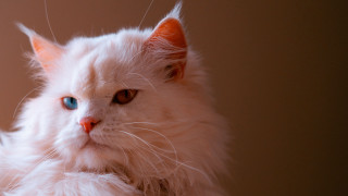 White cat blue eyes serious 7 - its face and chest free wallpaper for desktop