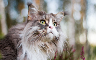 Longhaired cat greeneyes renaissance regal - regal free wallpaper