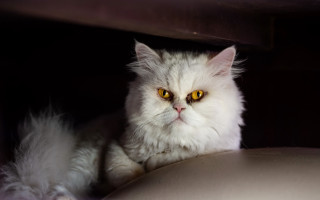 White cat yellow eyes serious - a serious look free wallpaper