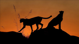Cats silhouette rock sunset brothers - brothers hildebrandt free wallpaper