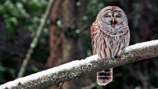 Barred owl snow branch open - tongue free wallpaper for desktop