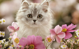 Sad cat flower field impressionism - impressionism free wallpaper for desktop