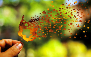 Person leaf stars autumn blurry - a person holding free wallpaper