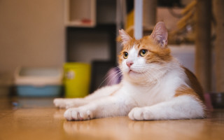 Curious cat laying floor photorealistic - curious free wallpaper