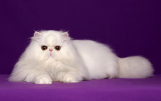 White cat longhair purple rococo - white background free wallpaper