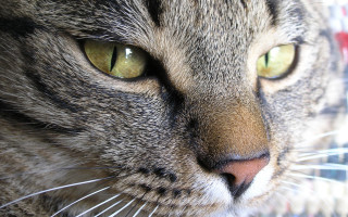 Green eyes cat closeup blurry - a close up of a cat free wallpaper for desktop