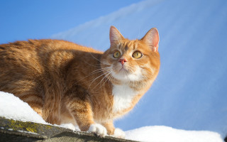 Cat roof snow curious blue - the sky free wallpaper for desktop