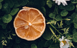 Orange plant white flower stilllife - a green plant free wallpaper
