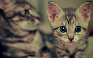 Kittens bed symmetrical eyes blurry - a bed together free wallpaper