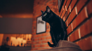 Black cat brick wall clock - a brick wall behind free wallpaper