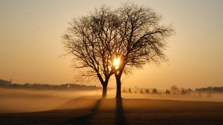 Foggy tree sunset reflection silhouette - free winter wallpaper