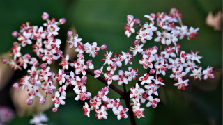 Red white flower macro blurry - stem free wallpaper
