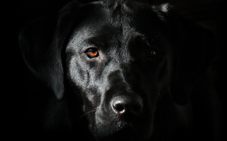 Black dog yellow eye chiaroscuro 2 - a black dog free wallpaper