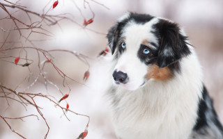 Dog snow blue eyes tree - red berry free wallpaper