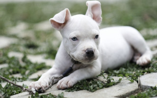 White puppy grass stick ball - top of a field free wallpaper