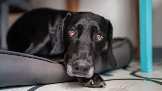Black dog pillow sad look - a black dog free wallpaper
