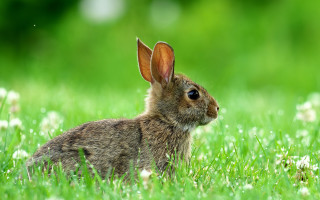 Rabbit grass blue eyes nature - ear free wallpaper