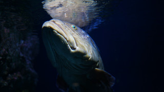 Fish swimming near rock wall - fish eye free wallpaper