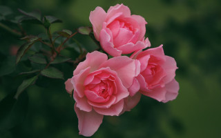 Pink roses garden macro flower - two pink rose free wallpaper