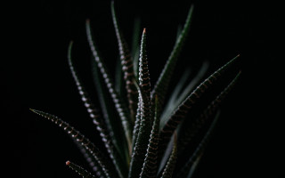 Closeup plant green leaves macro - a small amount free wallpaper