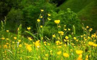 Yellow flower field forest green - the middle of a forest area free wallpaper