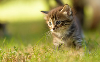 Kitten walking grassy field blue - a grassy field free wallpaper for desktop