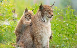 Lynx couple field grass plants - wildlife photography free wallpaper for desktop