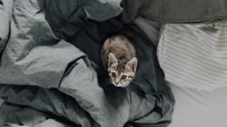 Cat blankets bed pillow blurry - a bed free wallpaper