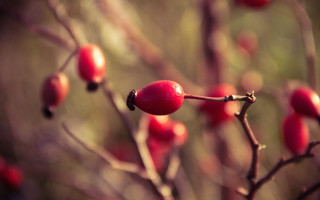 Tree berries leaves bokeh macro 2 - a close up of a tree free wallpaper