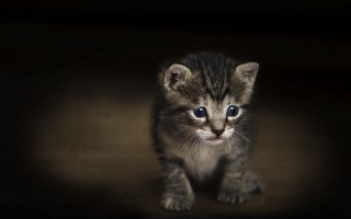 Small kitten blue eyes black - photograph free wallpaper for desktop