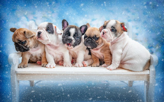 Puppies snow bench falling blue - a bench in the snow free wallpaper