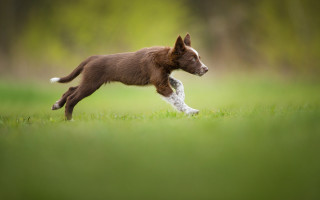 Dog running frisbee field grass - a frisbee free wallpaper