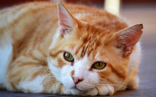 Sad orange cat looking at - its eye free wallpaper