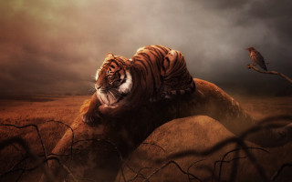Tiger rock field bird fantasy - a dark sky in the background free wallpaper