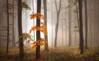 Foggy forest autumn leaves magic - a few leaf free wallpaper for desktop