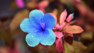 Blue flower water droplets bokeh - a blue flower free wallpaper for desktop