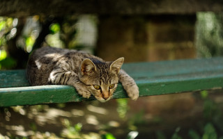 Cat green bench outdoor closed - the distance free wallpaper