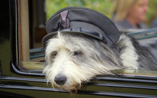 Dog hat window car woman - edwin landseer free wallpaper