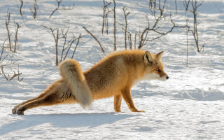 Fox snow winter fox searching - in the wintertime time free wallpaper