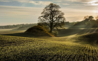 Tree hill sunshine nature matte - a hill in the distance free wallpaper