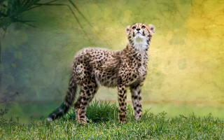 Cheetah standing grass looking up - a yellow background behind free wallpaper for desktop