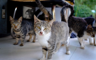 Cats walking room table chairs - mannerism free wallpaper